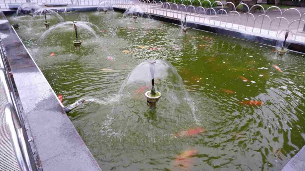 How Much Water Evaporates from a Koi Pond? Insights into Evaporation Rates