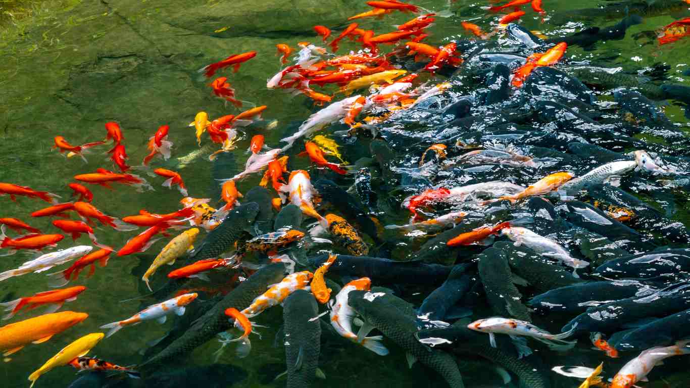 How to Keep Herons Away from Your Koi Pond