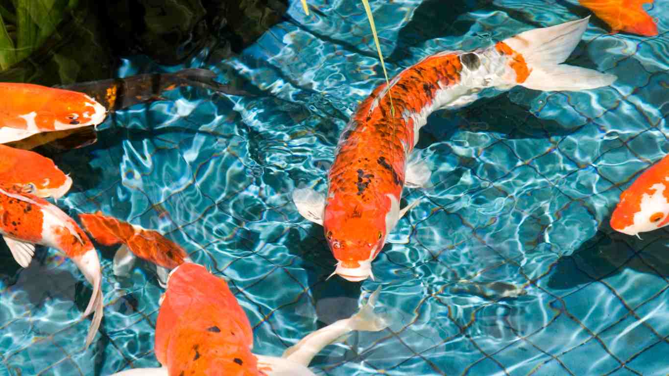 koi pond water quality