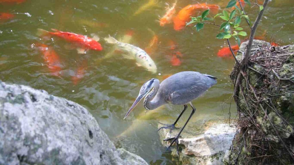 How to Keep Herons Away from Your Koi Pond