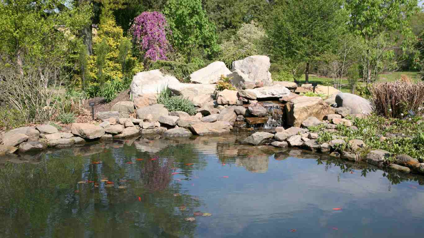 How to Open Your Koi Pond in the Spring