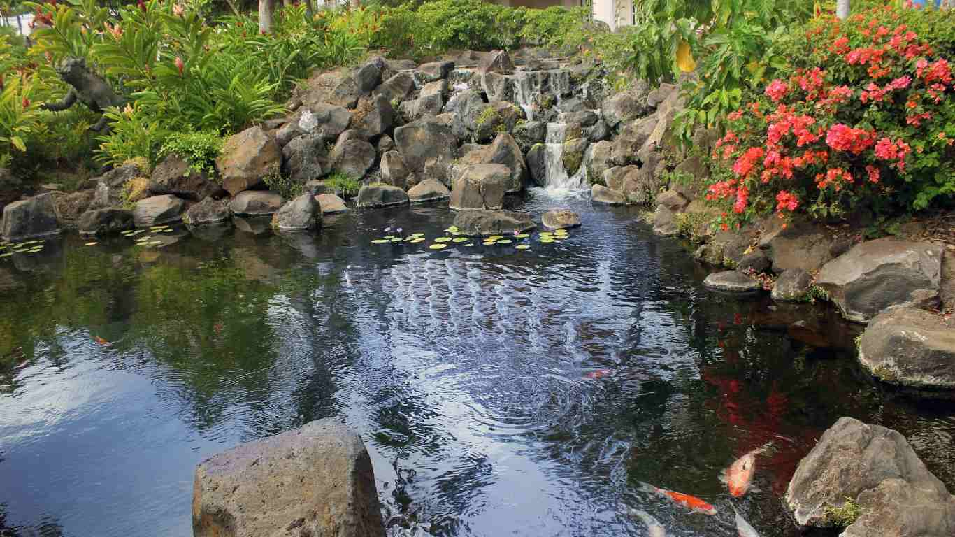 How to Open Your Koi Pond in the Spring