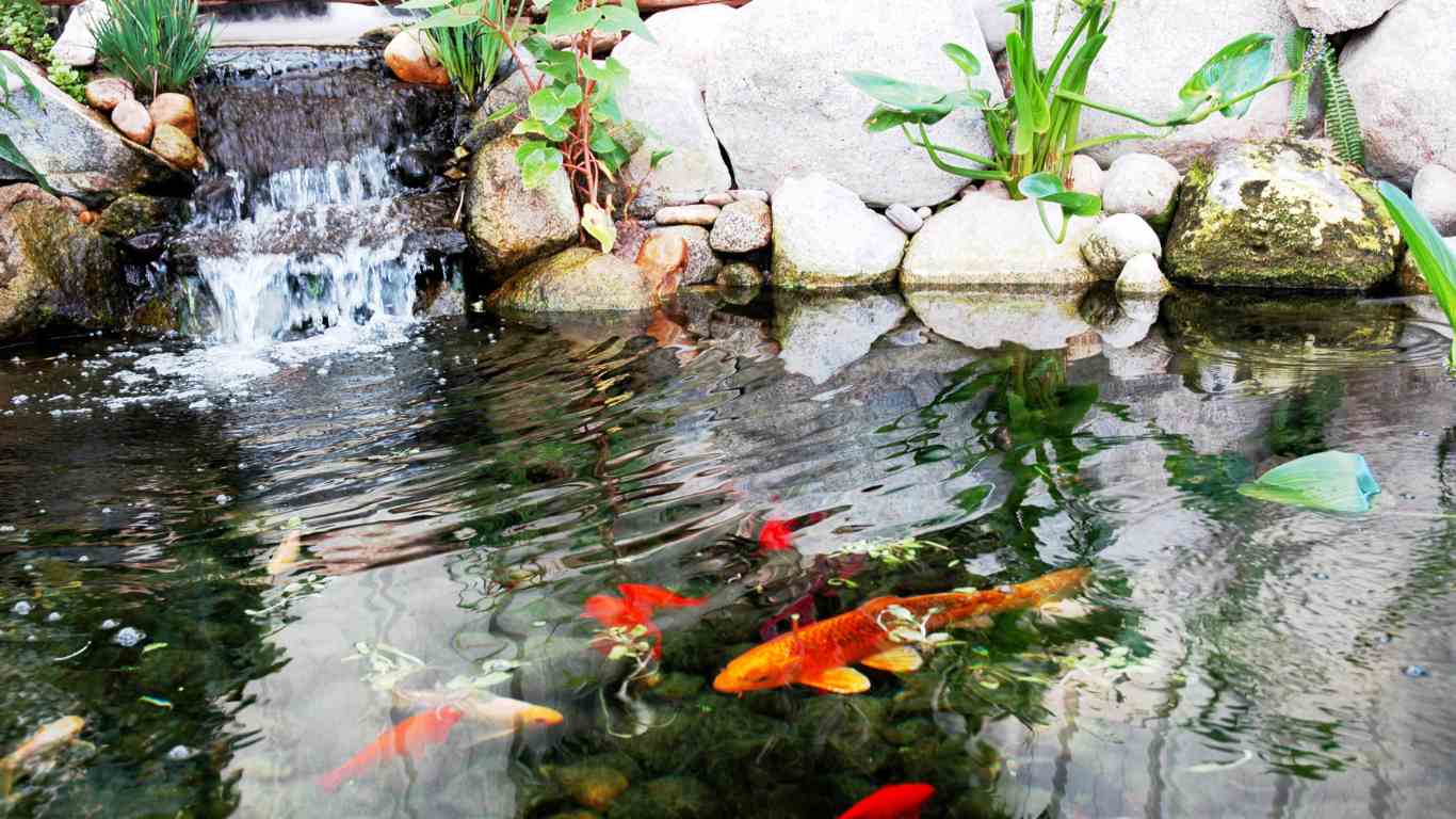 waterfall koi pond