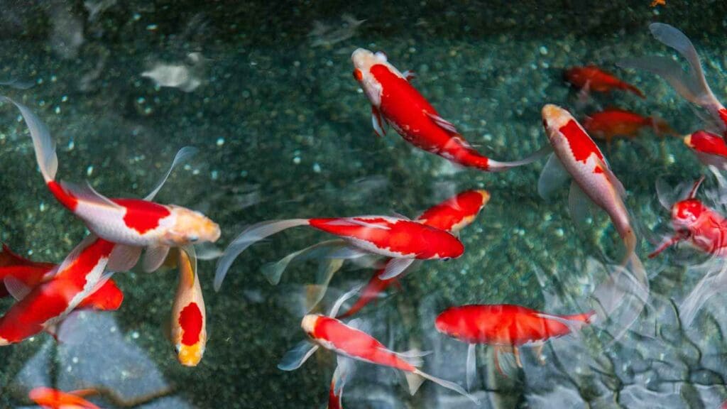 koi pond water quality