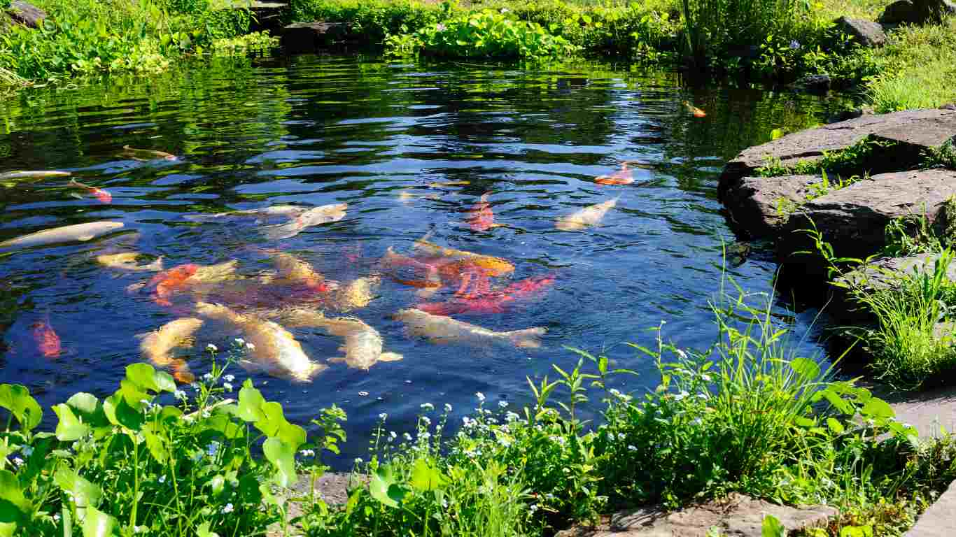 Clean Water koi pond