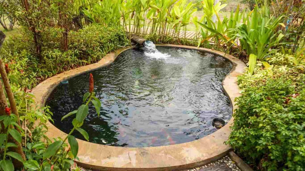 koi fish in pond in the garden