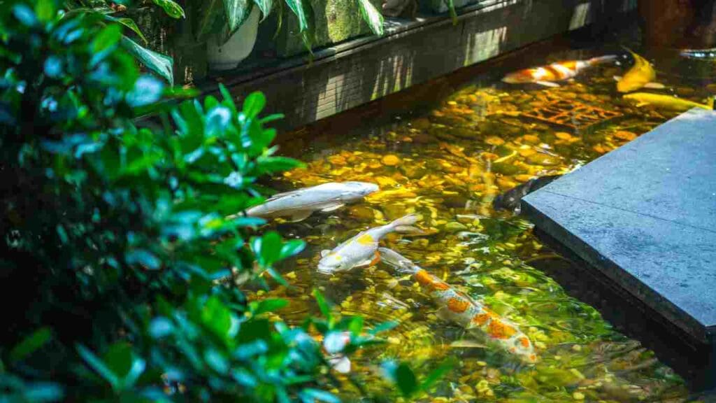 koi pond oasis