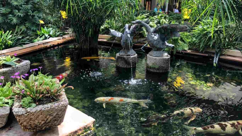 koi pond oasis