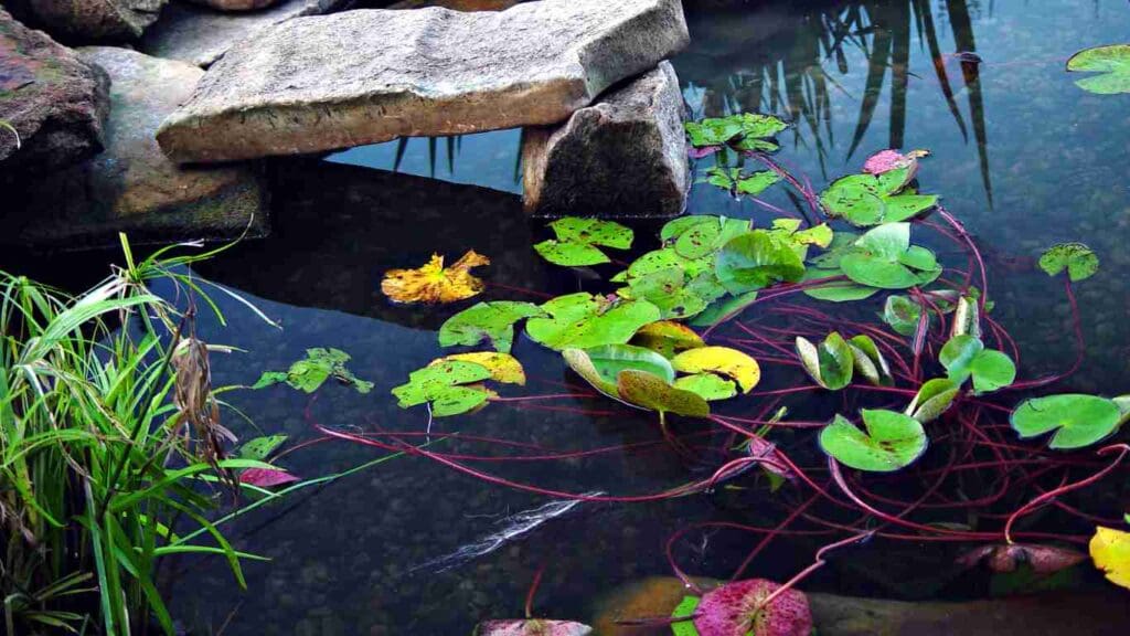 How to Build a Koi Pond with Waterfall