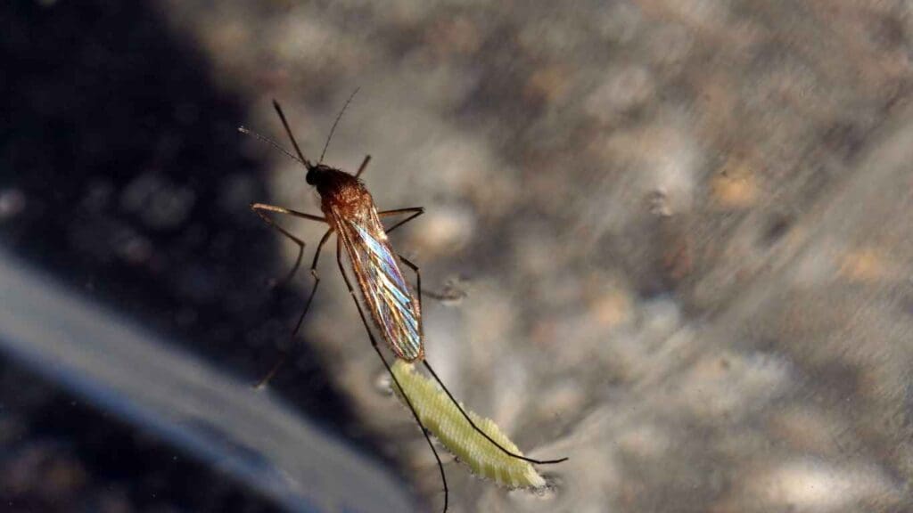 How to Keep Mosquitoes Out of Koi Pond