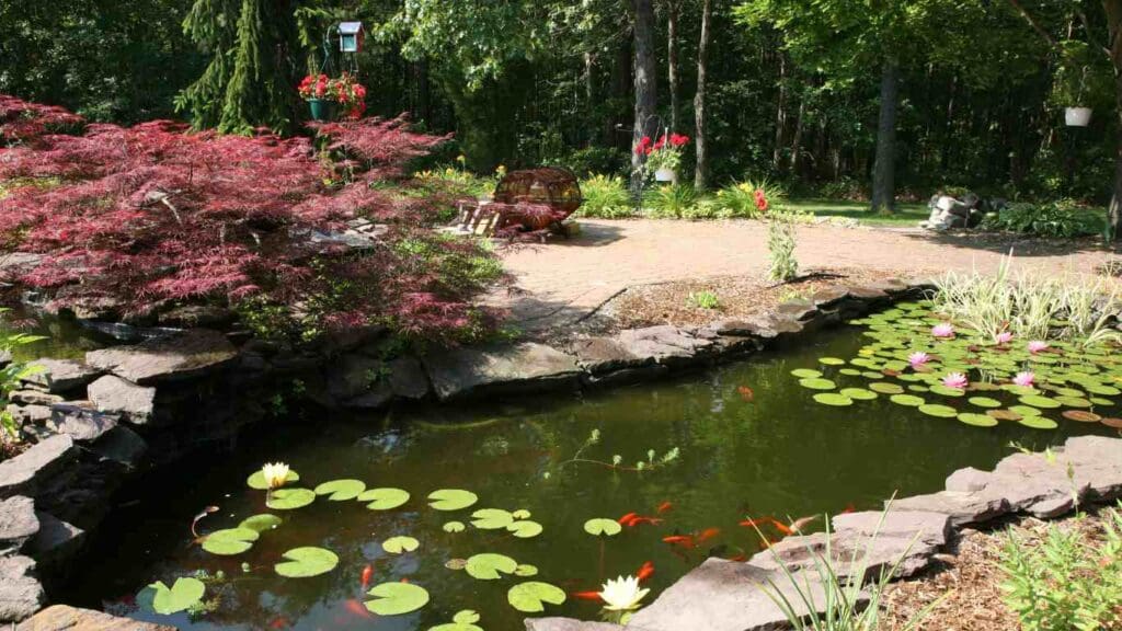 koi pond