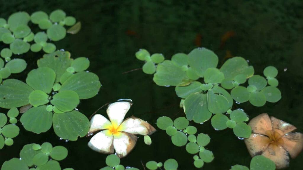 Aquatic Plants