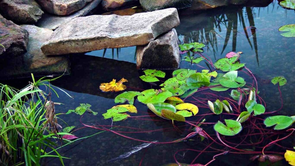 How to Plant Plants in a Koi Pond