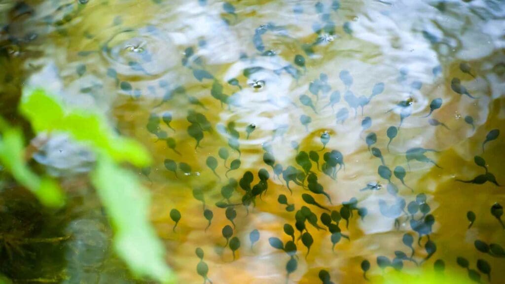 How to Get Rid of Tadpoles in a Koi Pond