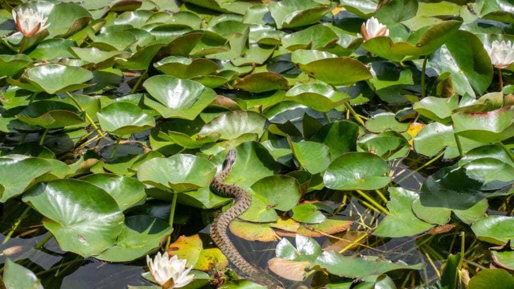 how to keep snakes away from koi pond