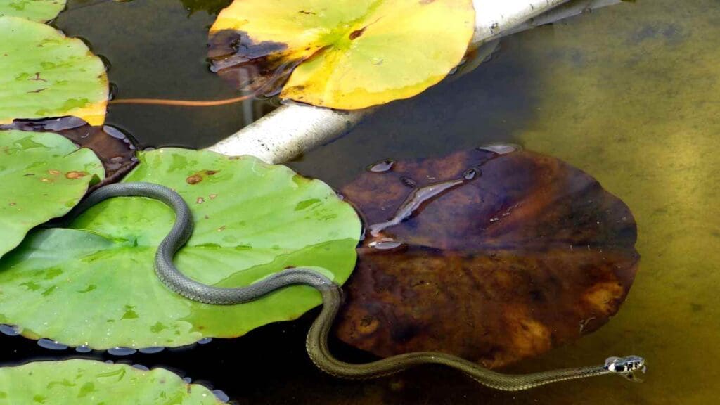 how to keep snakes away from koi pond