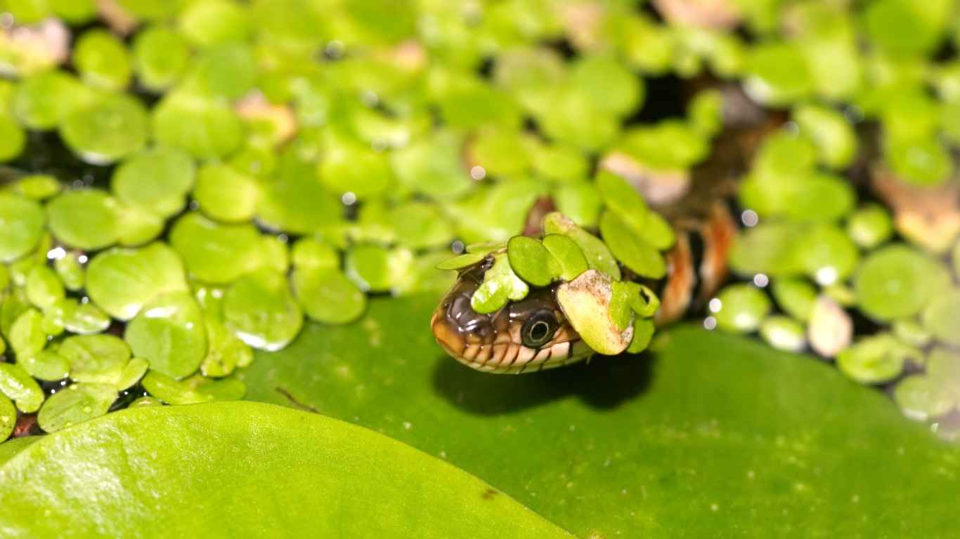 How to Keep Snakes Away from Koi Pond Proven Strategies and Tips