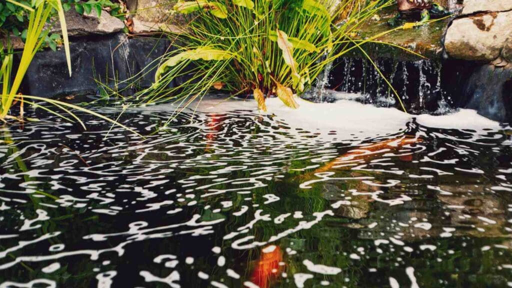 How to Get Rid of Foam in Your Koi Pond