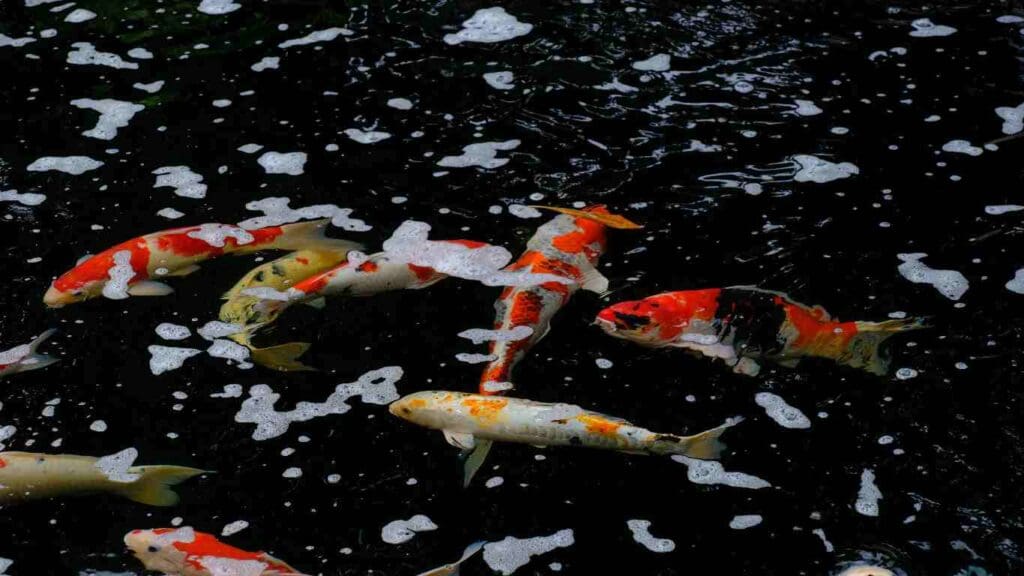 How to Get Rid of Foam in Your Koi Pond