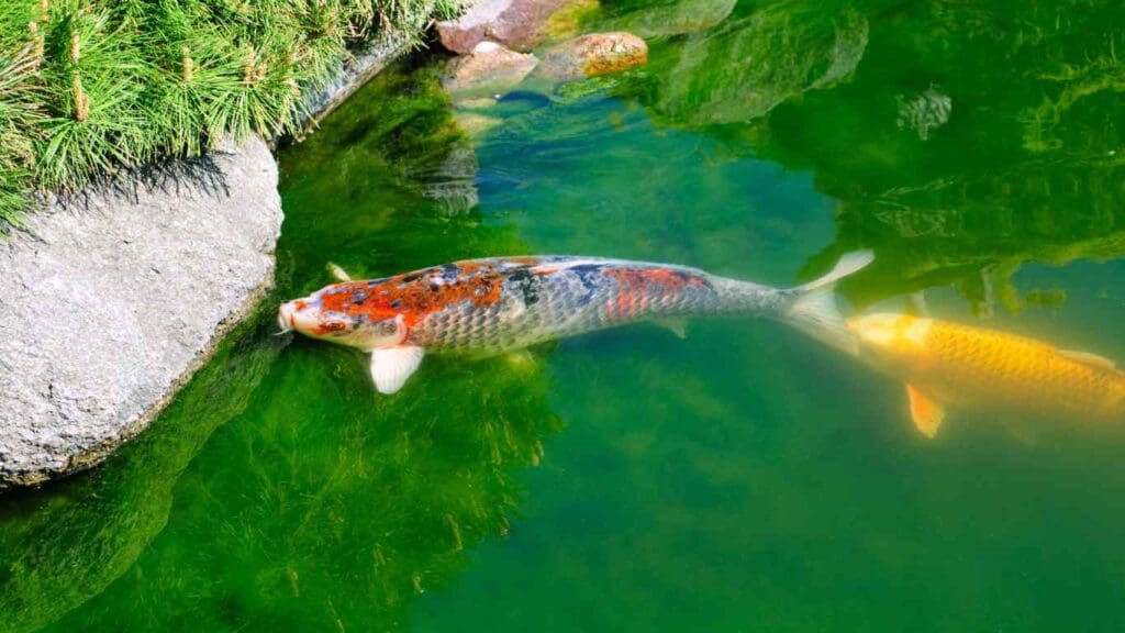 Clear koi pond