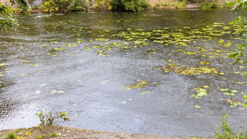 Is Rain Water Good for Koi Ponds