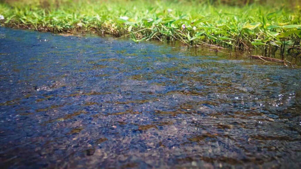 Is Rain Water Good for Koi Ponds