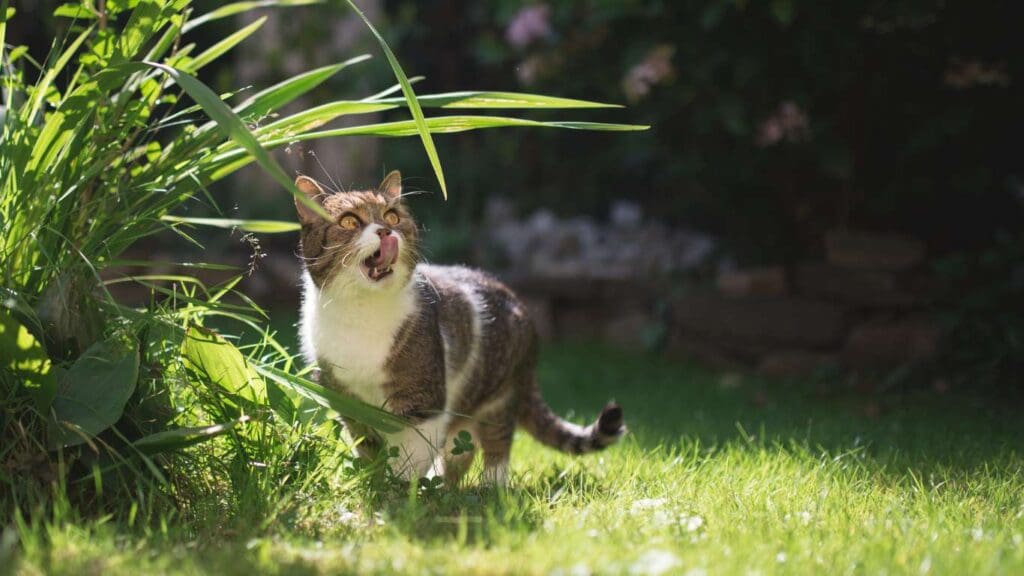 Cat Repellent Plants