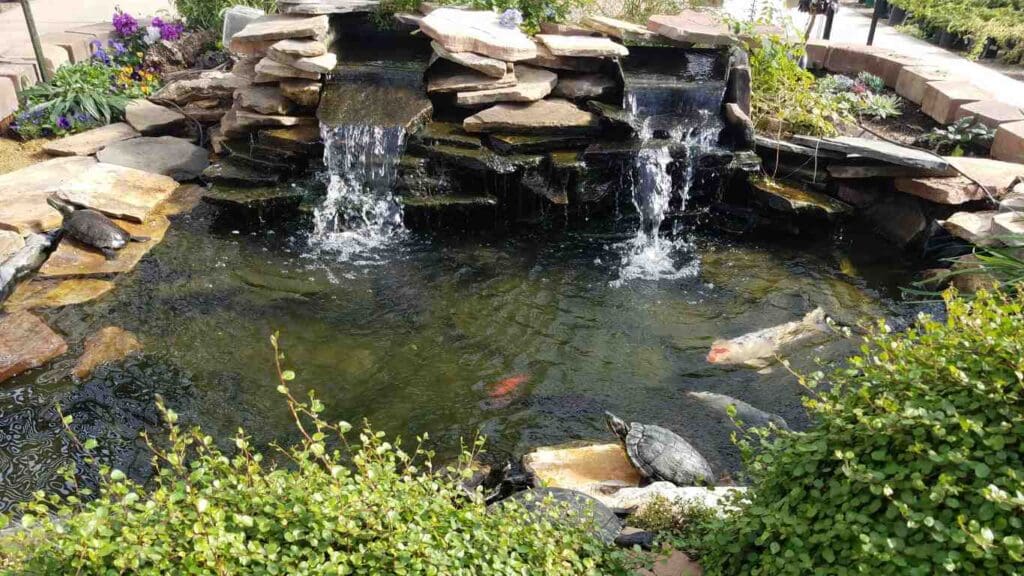 Do Koi Ponds Need a Filter