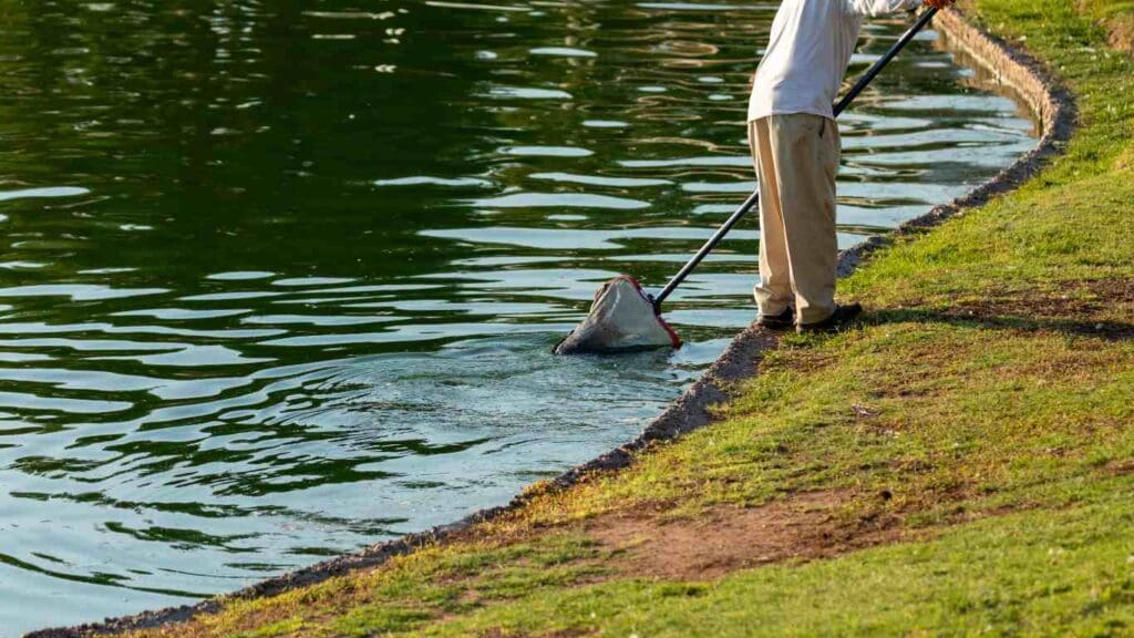 How to Get Rid of Parasites in Koi Pond