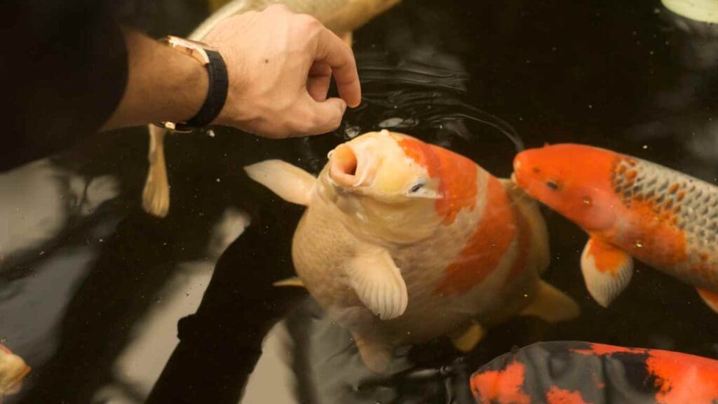 How Often to Feed Koi in Pond