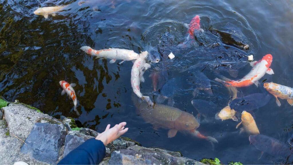 How Often to Feed Koi in Pond