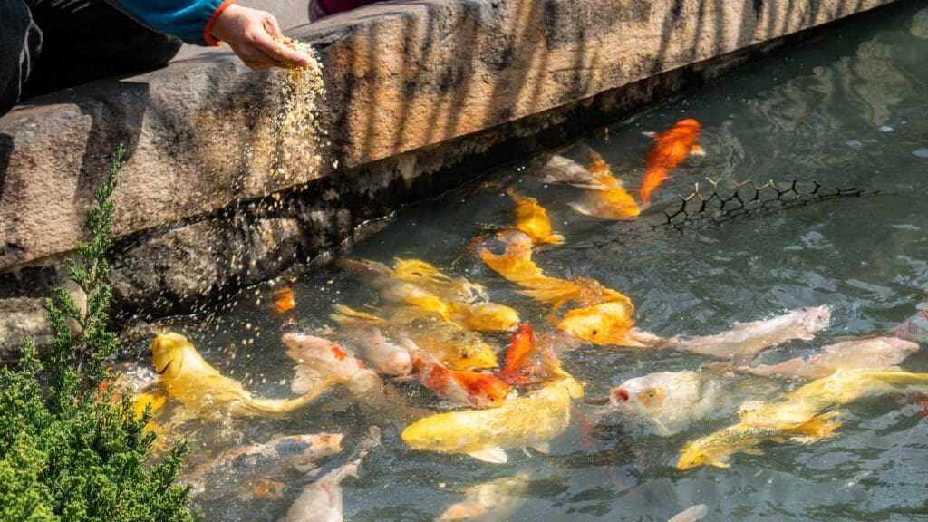 How Often to Feed Koi in Pond