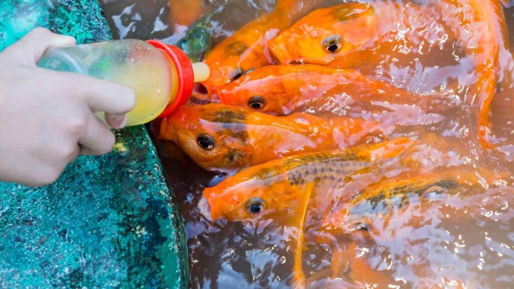 How Often to Feed Koi in Pond