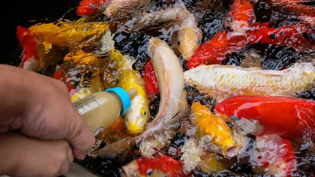How Often to Feed Koi in Pond