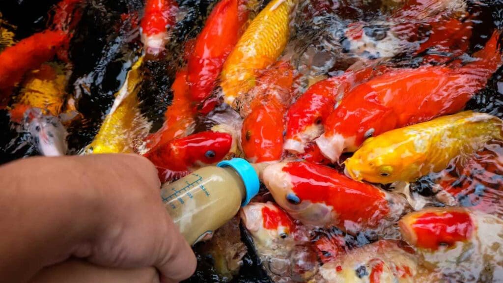 How Often to Feed Koi in Pond