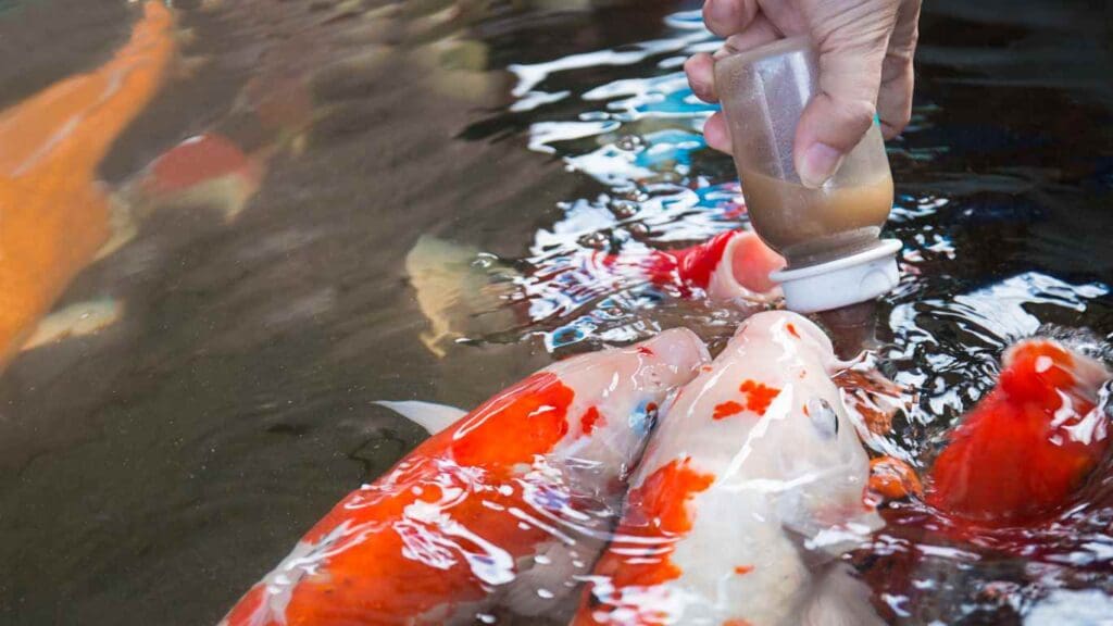 How Often to Feed Koi in Pond