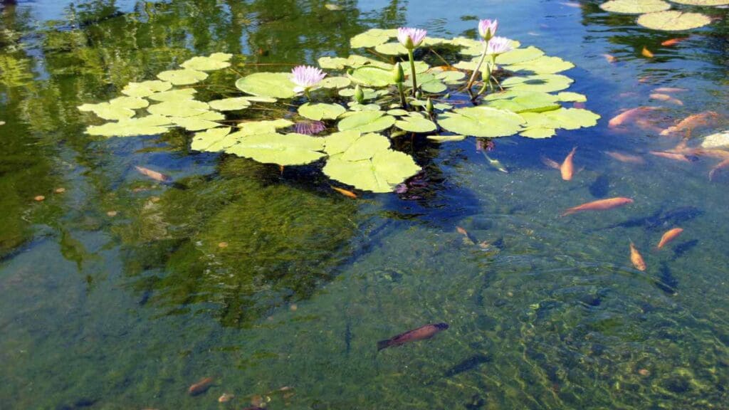 Green Water in Koi Pond