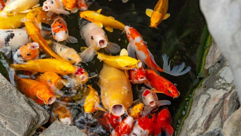 Safety Measures for Koi