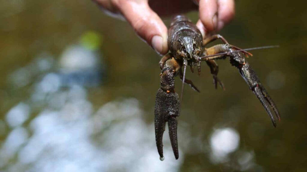 Can Crayfish Live in a Koi Pond