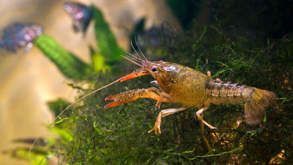 Can Crayfish Live in a Koi Pond