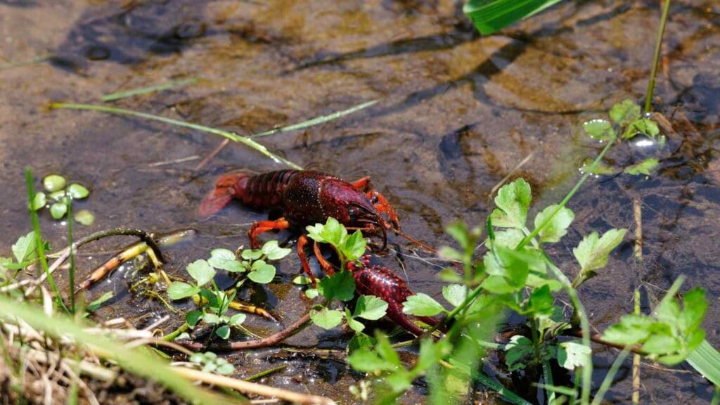 Can Crayfish Live in a Koi Pond