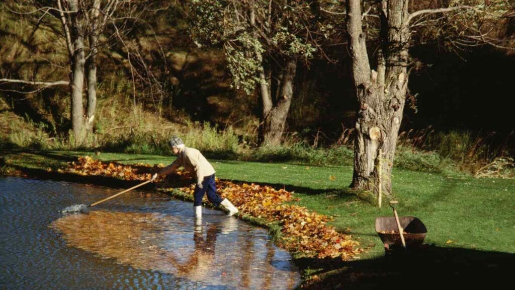 How to Clean Koi Pond Without Draining