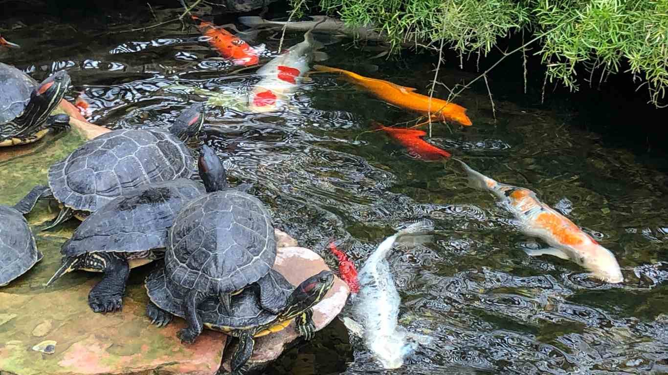 Can You Put Turtles in a Koi Pond? Exploring Compatibility and Care Tips