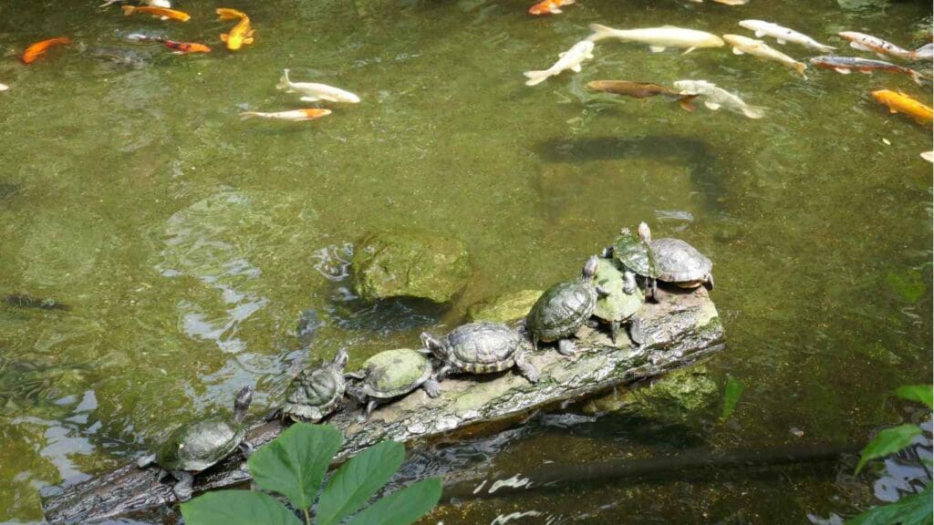 Can You Put Turtles in a Koi Pond