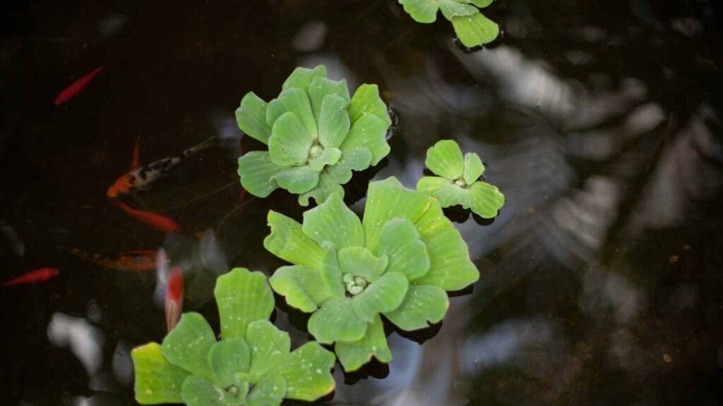 Are Water Hyacinth Good for Koi Ponds