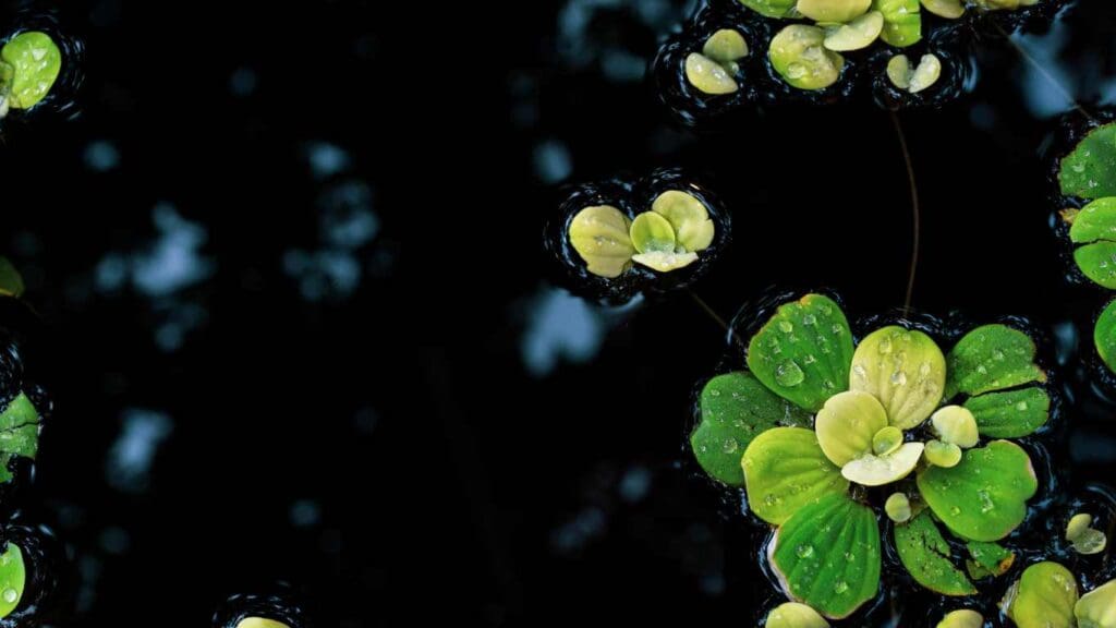 Are Water Hyacinth Good for Koi Ponds