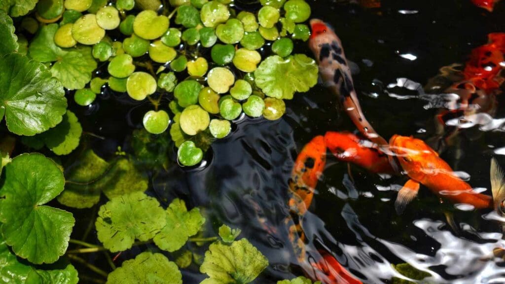 Are Water Hyacinth Good for Koi Ponds