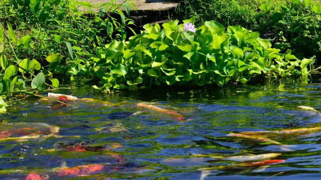 Are Water Hyacinth Good for Koi Ponds