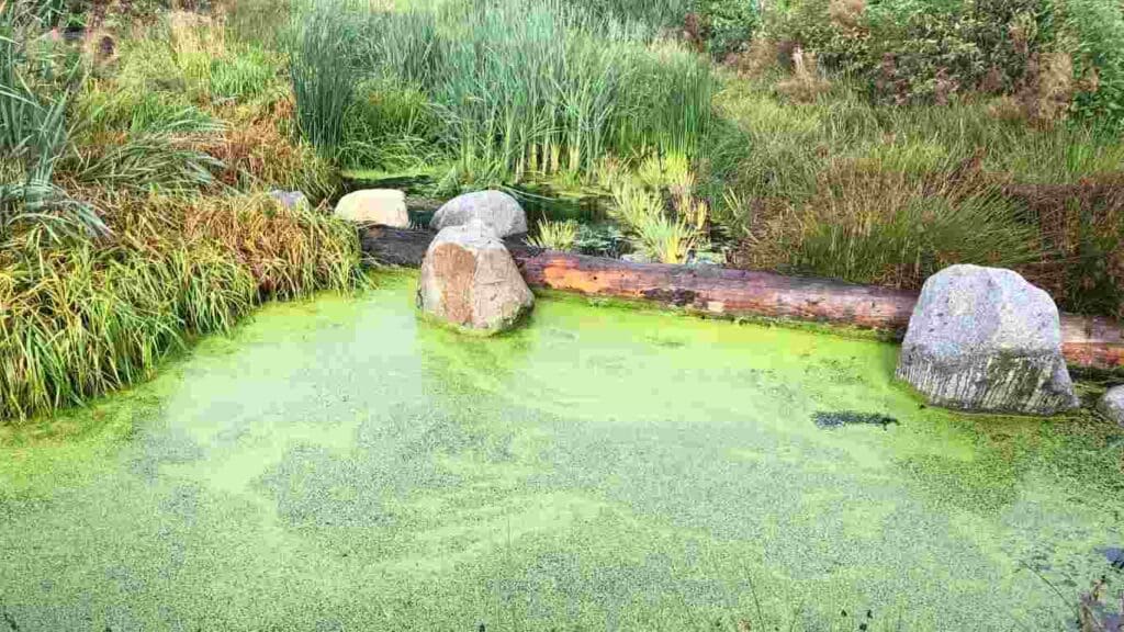 how to keep algae out of koi pond