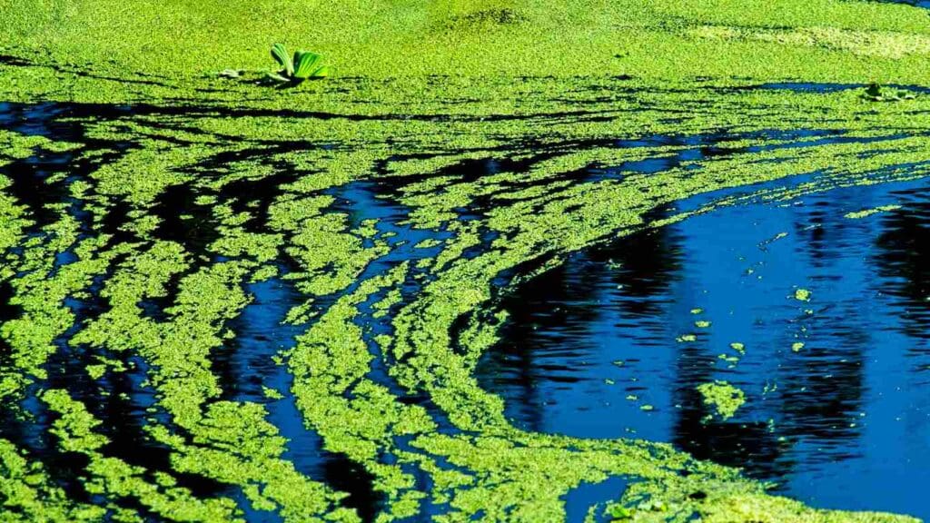 Green Water Algae